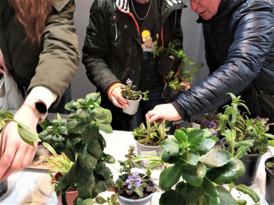 aktualność: Przynieś jedną, zabierz drugą. Roślinodzielnia pomoże Ci odświeżyć parapet