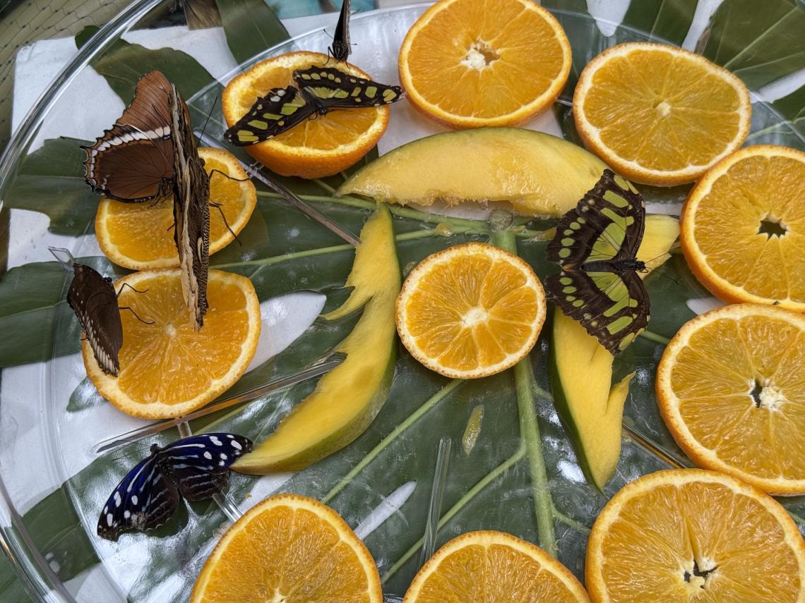 aktualność: Propozycja na weekend: egzotyczna atrakcja w Gliwicach! Motyle z różnych zakątków świata czekają na Was w Palmiarni. Zobaczcie galerię🦋